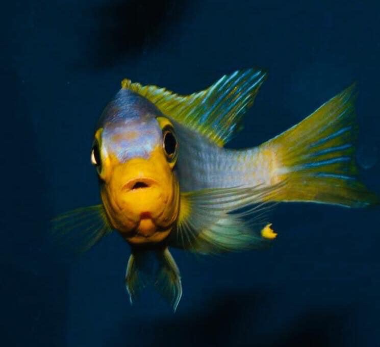 Maylandia aurora 'Mala Point'